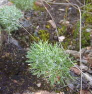 Image of Eriospermum paradoxum (Jacq.) Ker Gawl.