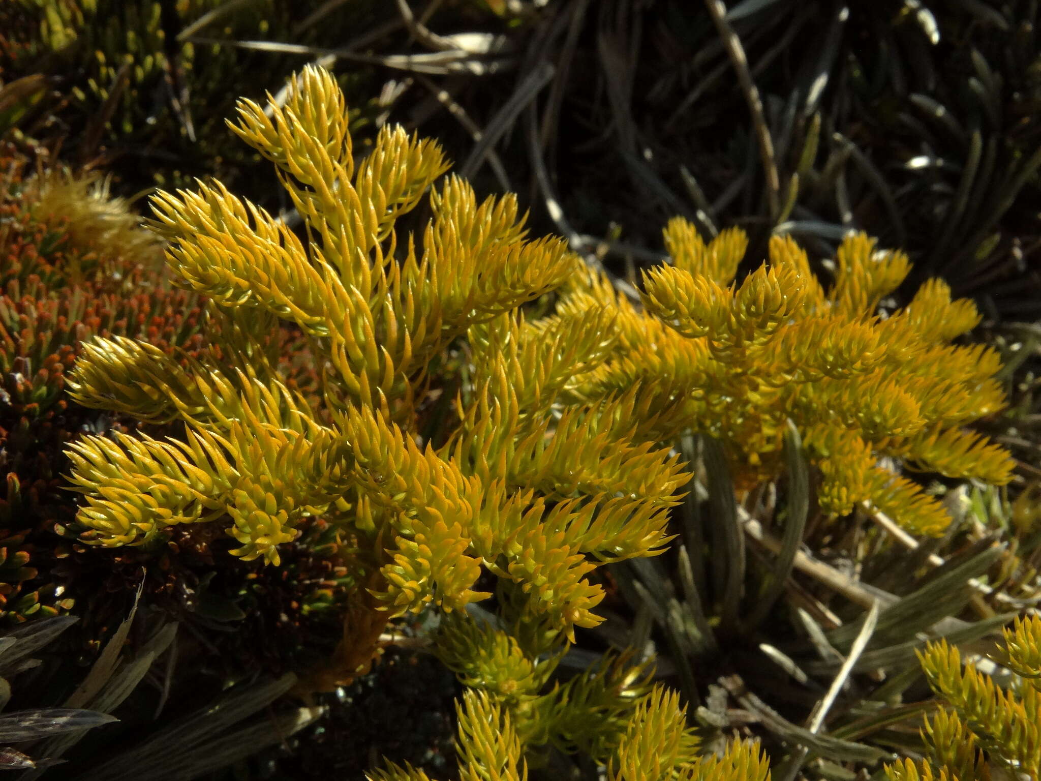 Imagem de Austrolycopodium fastigiatum (R. Br.) Holub