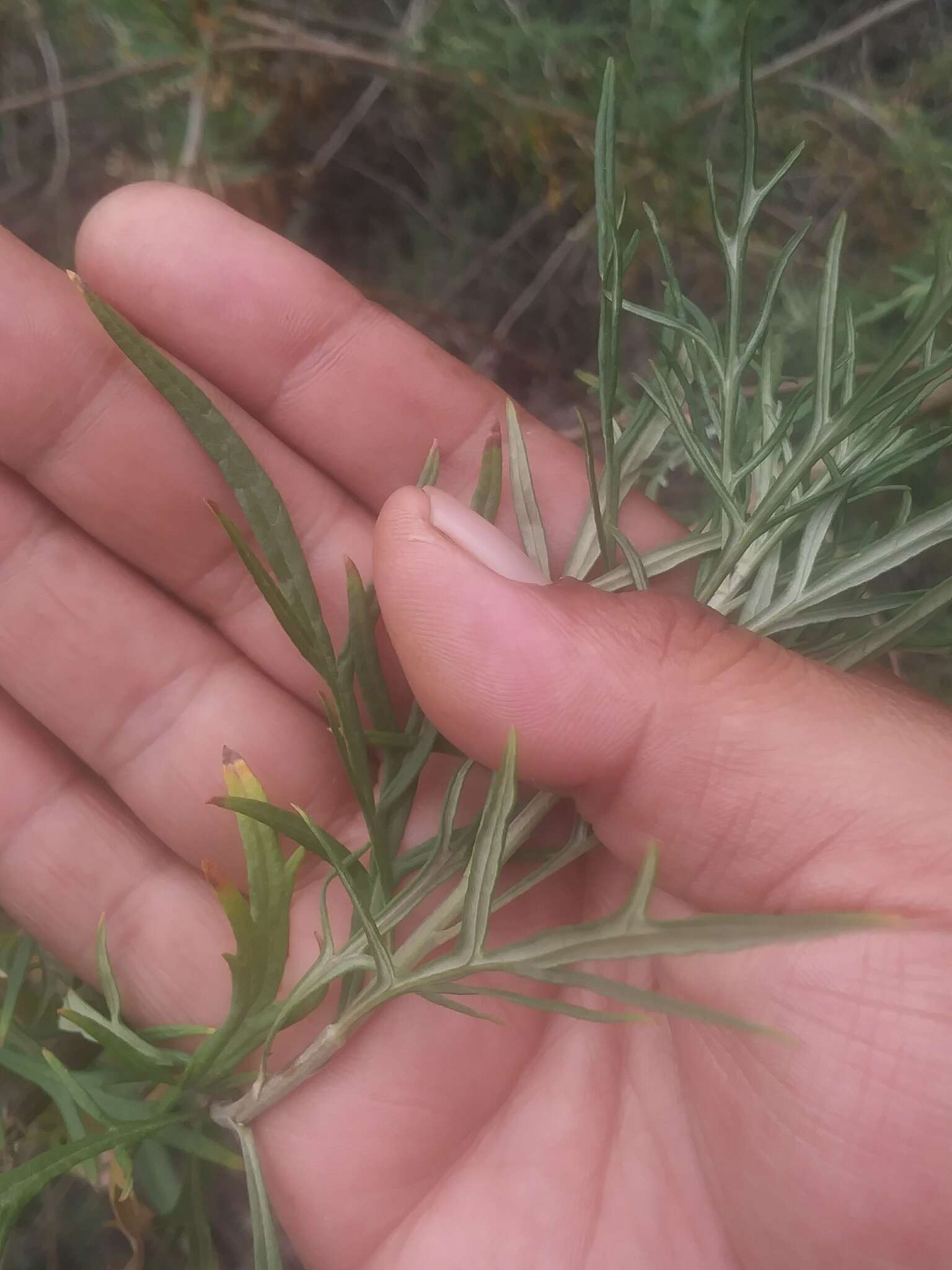 Image of San Diego sagewort