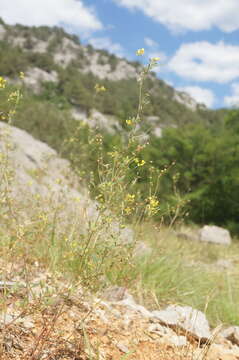 Imagem de Melilotus neapolitanus Ten.