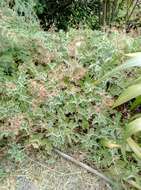 Image of Pelargonium tomentosum Jacq.