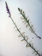 Image of Purple Toadflax