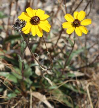 Image of Helianthella mexicana A. Gray