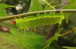 Image of Actias aliena (Butler 1879)