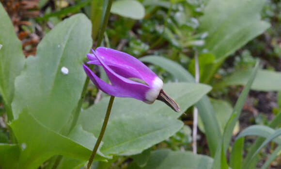 Imagem de Dodecatheon austrofrigidum K. L. Chambers