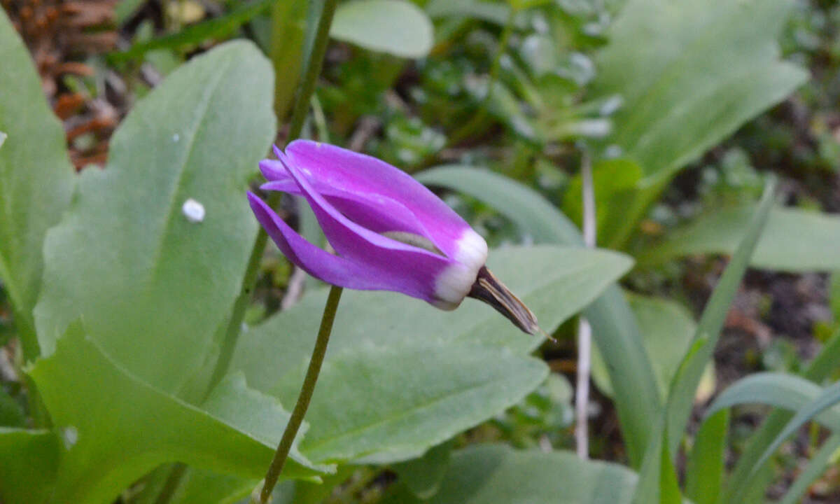 Plancia ëd Dodecatheon austrofrigidum K. L. Chambers