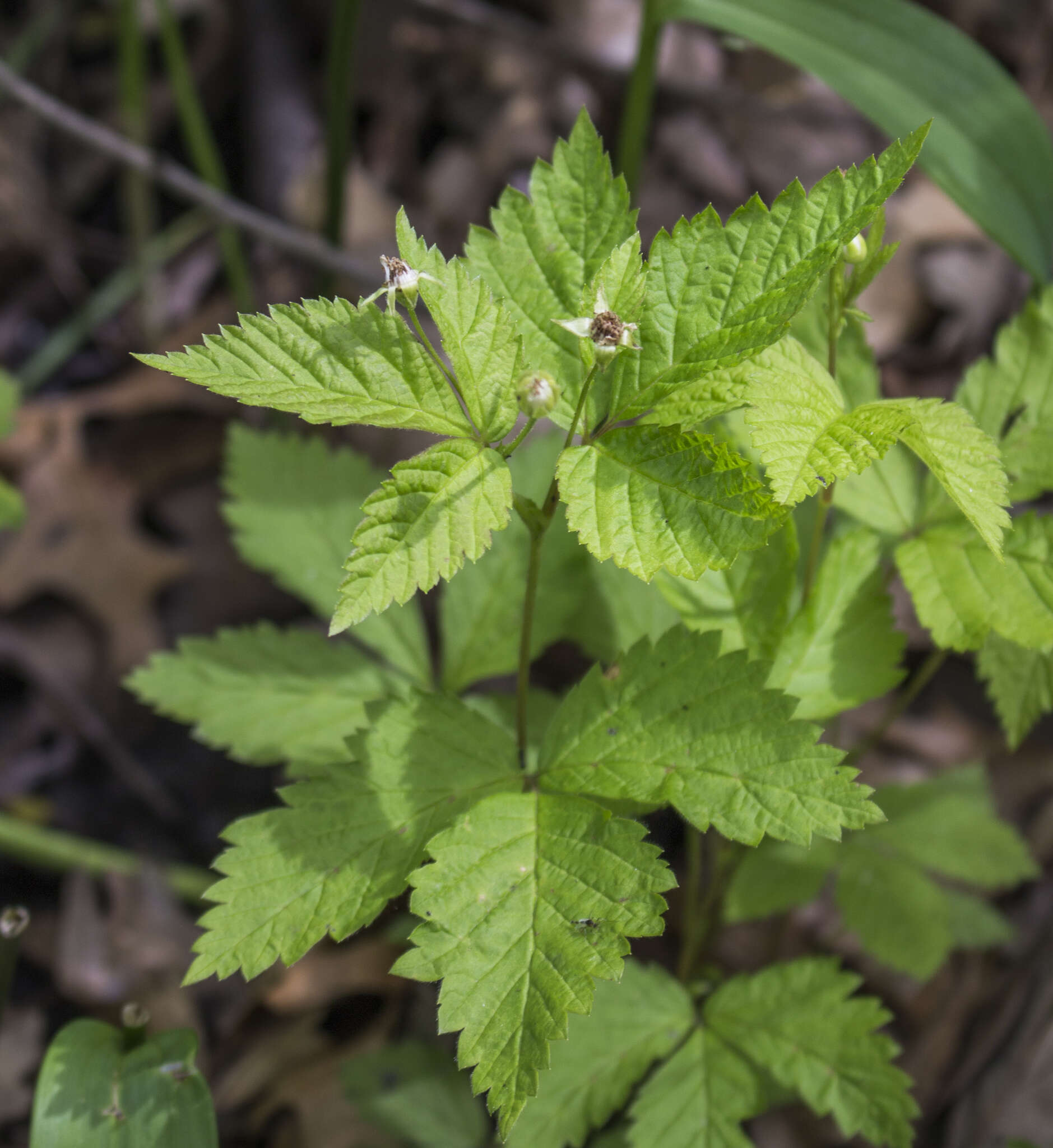 Image of dwarf red blackberry