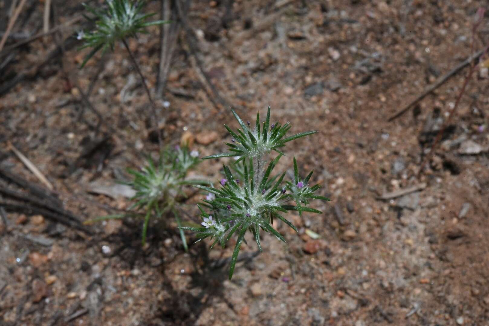 Image of divaricate navarretia