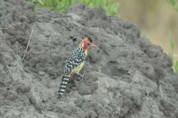 Image of Red-and-yellow Barbet