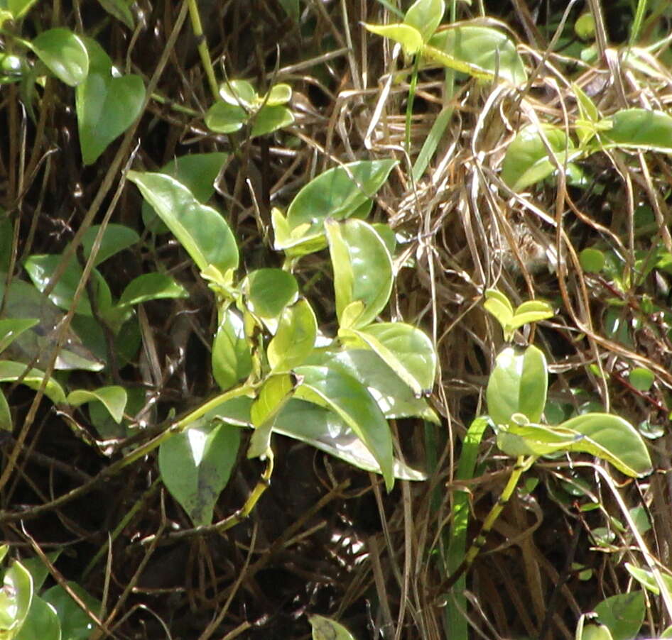 صورة Geniostoma ligustrifolium var. ligustrifolium