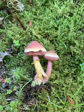 Image of Chalciporus rubinellus (Peck) Singer 1973