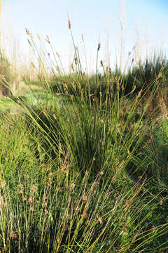 Image de Juncus pallidus R. Br.