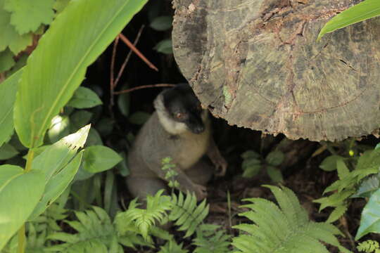 Image of brown lemur