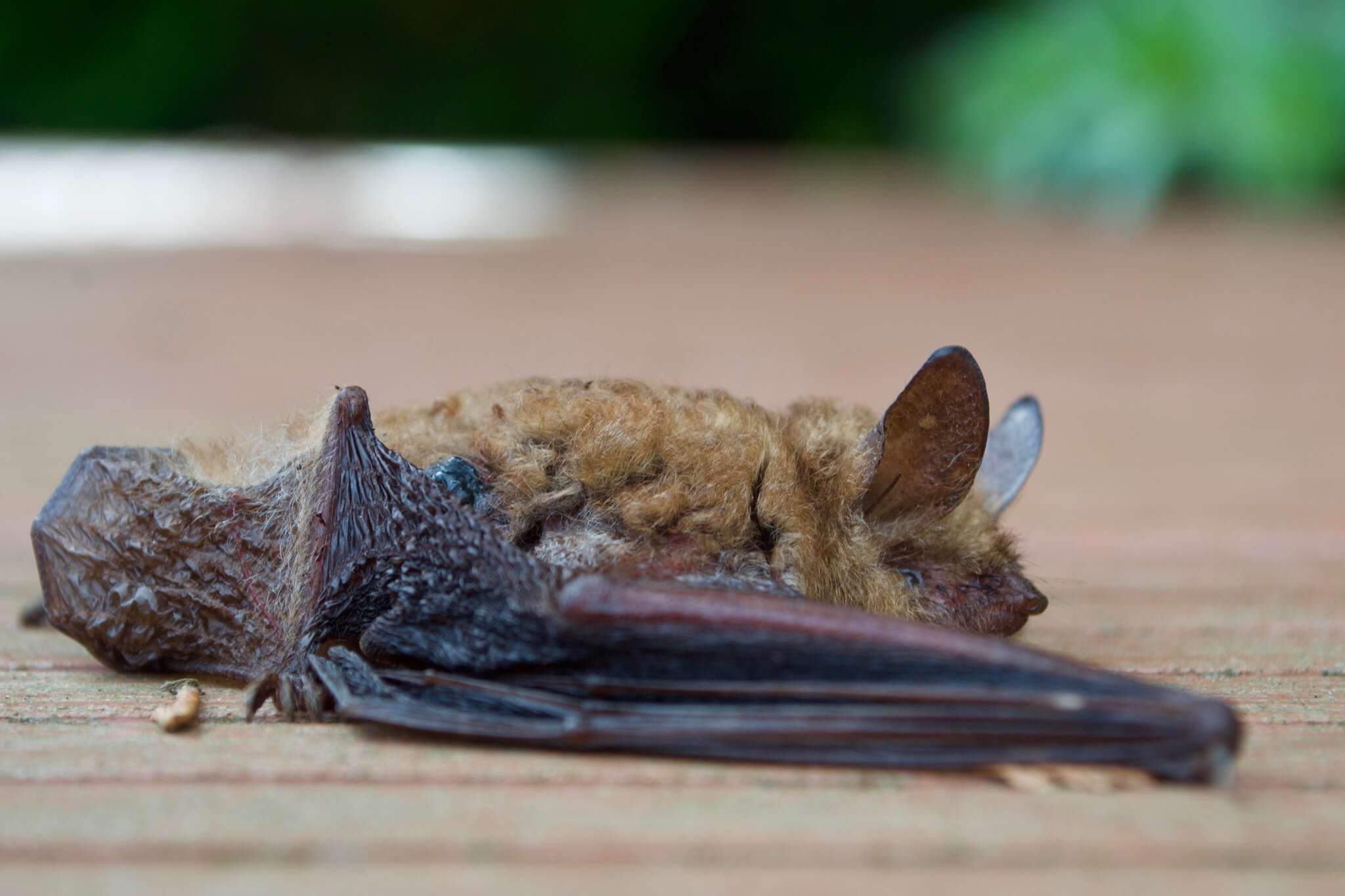 Myotis emarginatus (E. Geoffroy 1806) resmi