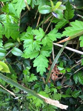 Image of Toxicodendron orientale Greene