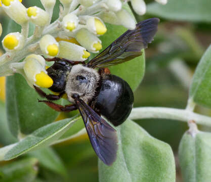 Plancia ëd Xylocopa albinotum Matsumura 1926