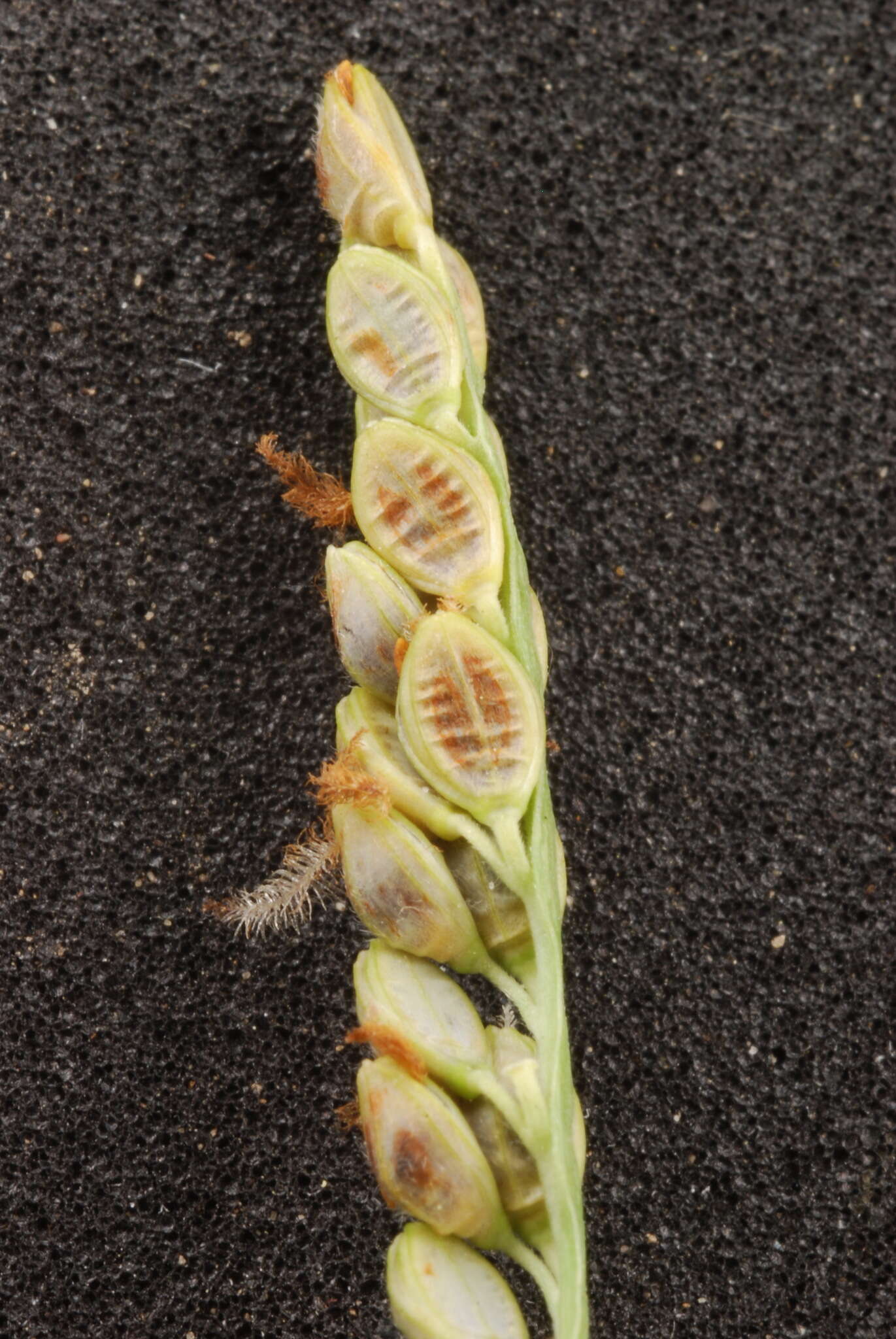 Image of brownseed paspalum