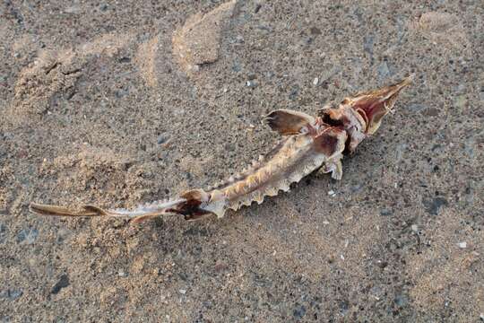 Image of Lake Sturgeon