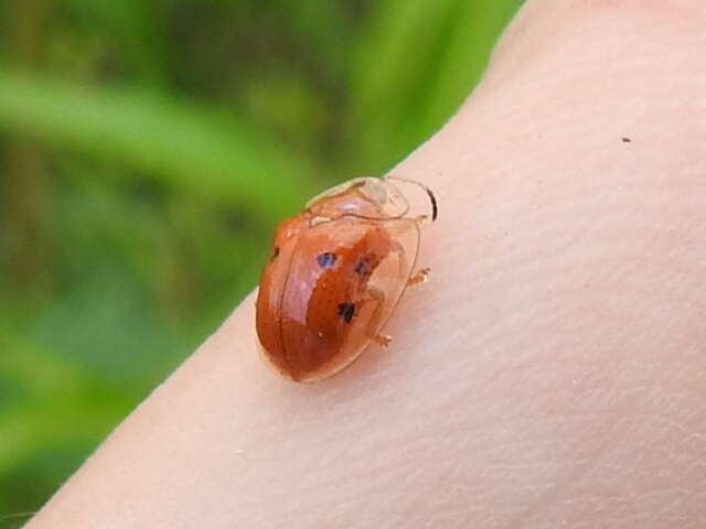 Imagem de Charidotella (Charidotella) sexpunctata (Fabricius 1781)