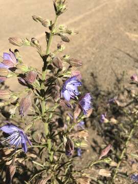 Plancia ëd Malesherbia linearifolia (Cav.) Poir.