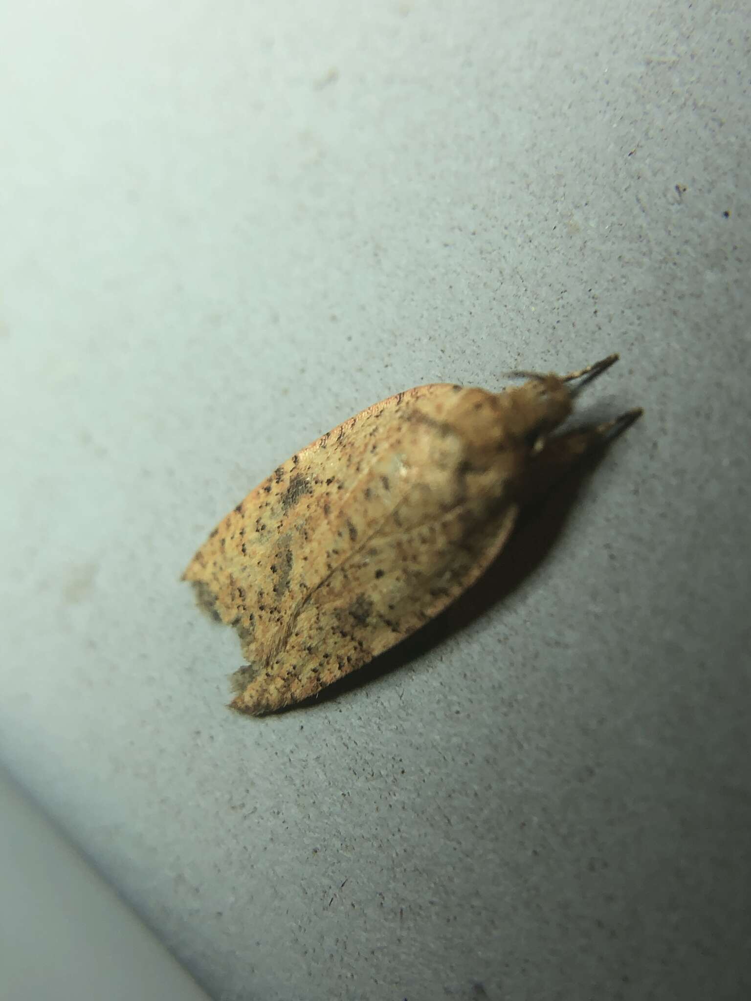 Image of Thelma's Agonopterix