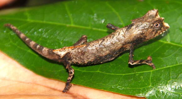 Brookesia stumpffi Boettger 1894的圖片