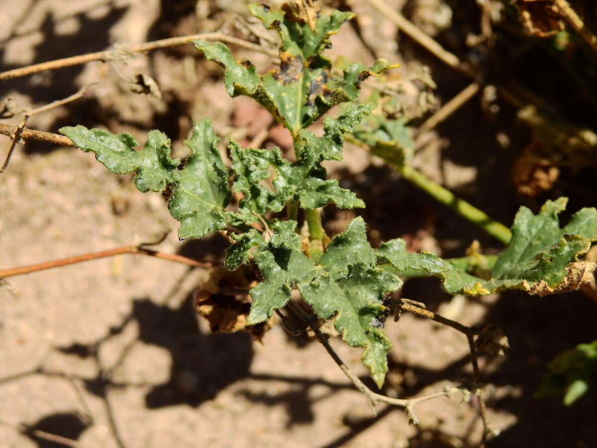 Image of Lecanophora heterophylla (Cav.) Krapov.