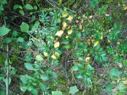 Image of Fuchsia microphylla Kunth