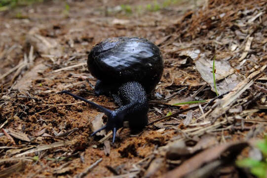 Image of Kauri Snail