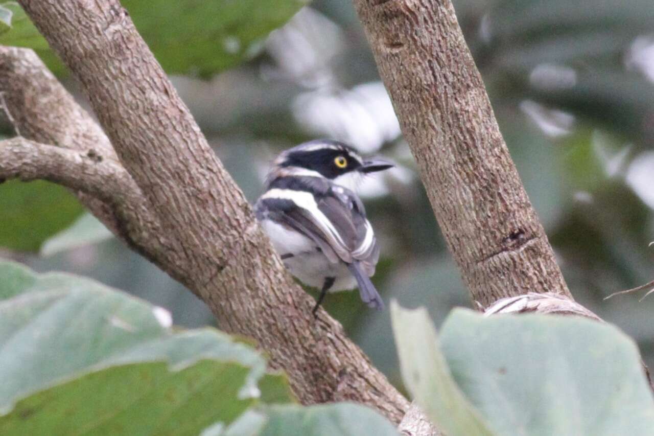 Image of Western Black-headed Batis