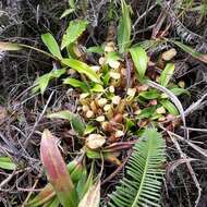 Image of Nepenthes gymnamphora Nees