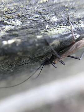 Image de Taeniopteryx nebulosa (Linnaeus 1758)