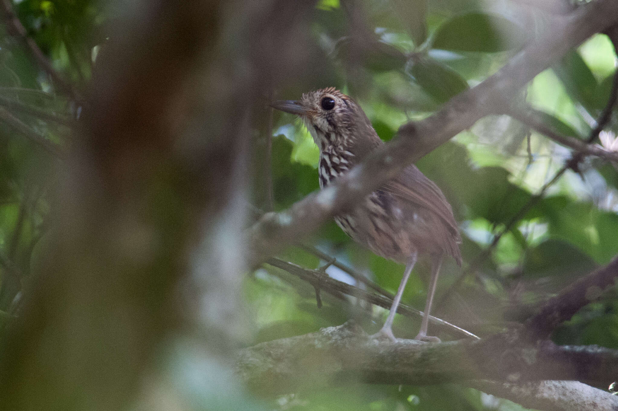 Image of Scrub Antpitta