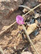 Image of Tephrosia lupinifolia DC.