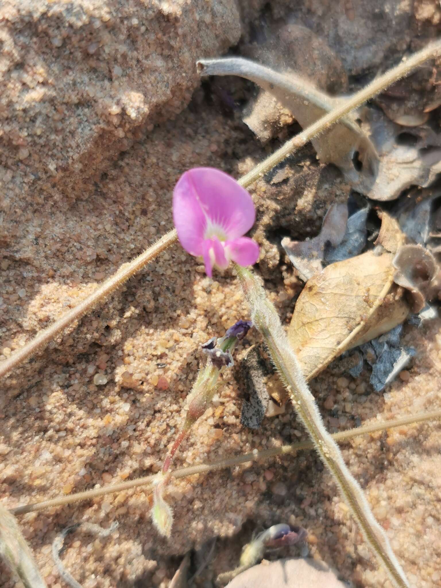 Image of Tephrosia lupinifolia DC.