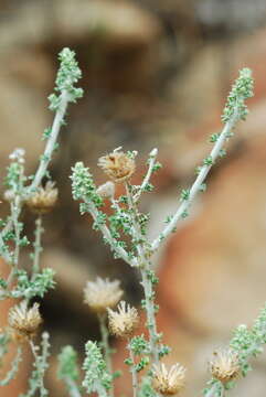 Слика од Lachnospermum neglectum Schltr. ex J. C. Manning & Goldblatt