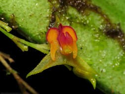 Image de Lepanthes tachirensis Foldats