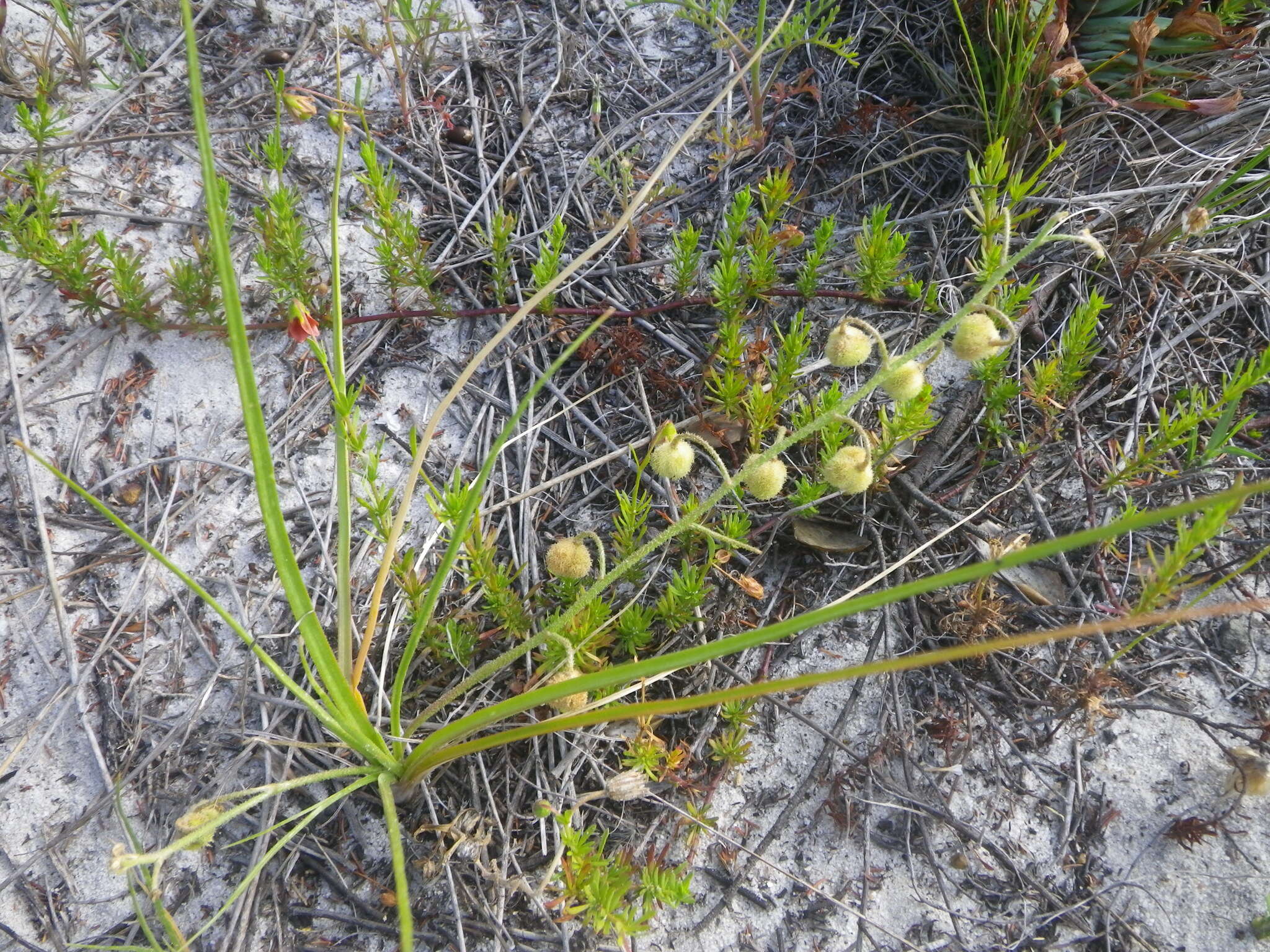 Image of Trachyandra scabra (L. fil.) Kunth