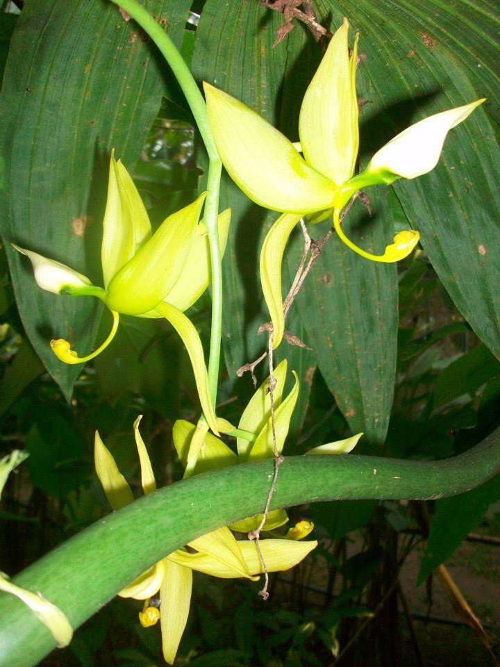 Cycnoches ventricosum Bateman的圖片