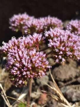 Image of Palmer's spineflower