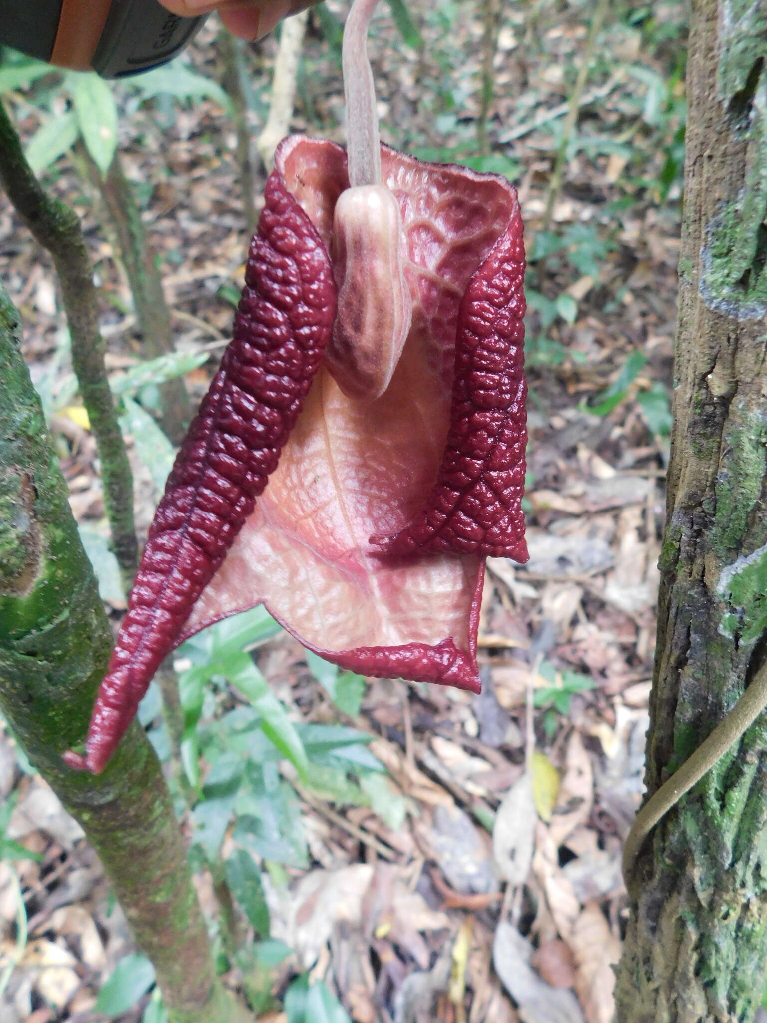 Image of Aristolochia paracleta H. W. Pfeifer