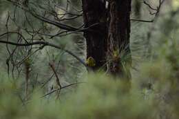 Image of Atlantic Canary