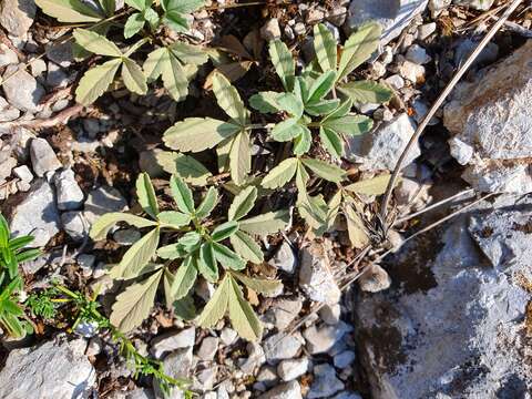 Image of abbotswood potentilla