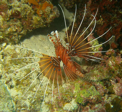 Image of Broadbarred firefish