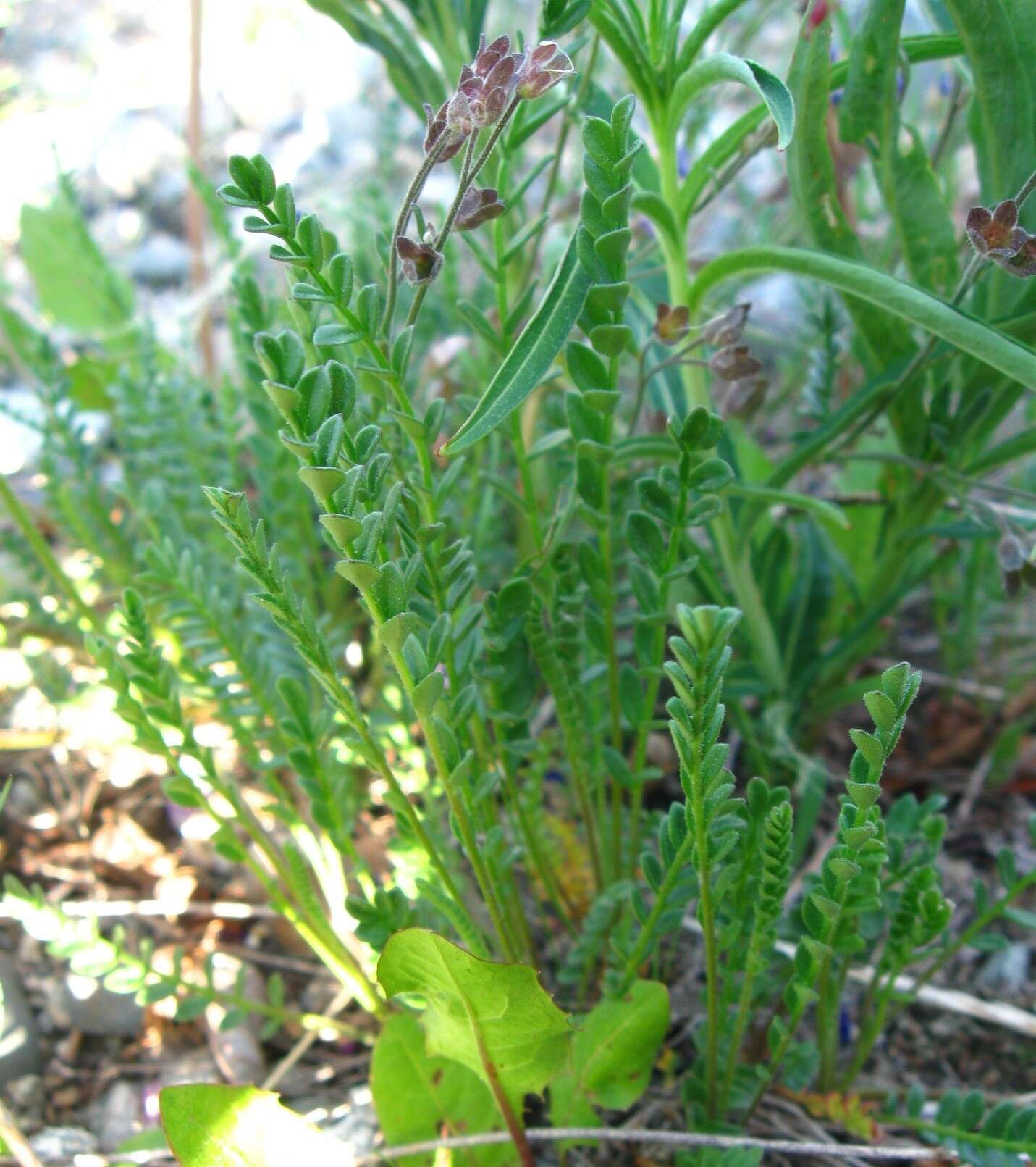 Image of Jacob's-ladder