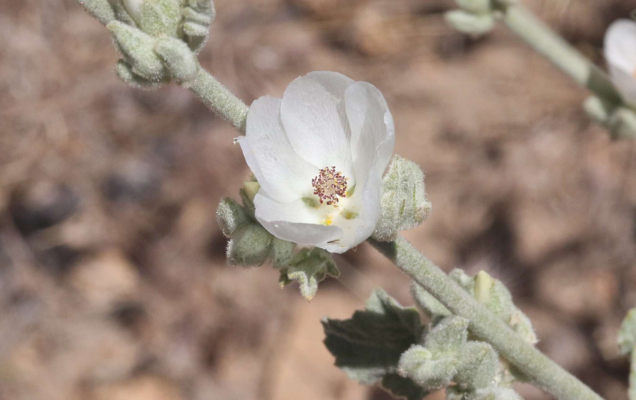 Image of San Clemente Island bushmallow