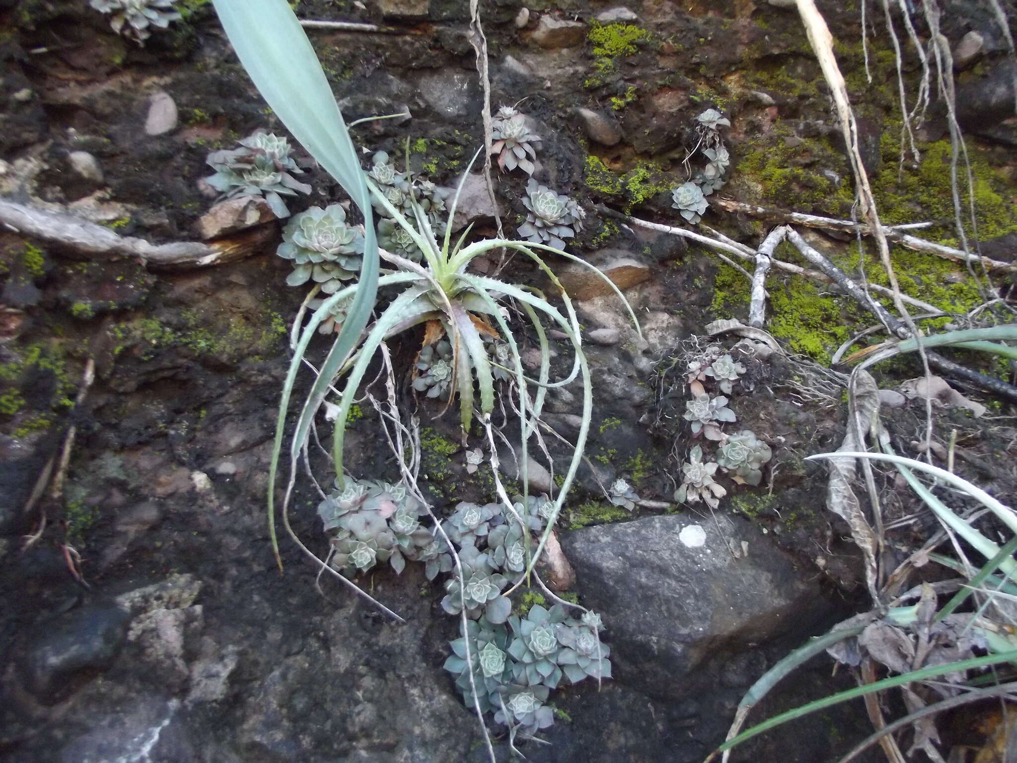 Sivun Graptopetalum sinaloensis kuva