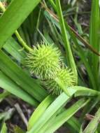 Image of American bur-reed