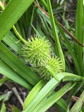 Image de Sparganium americanum Nutt.