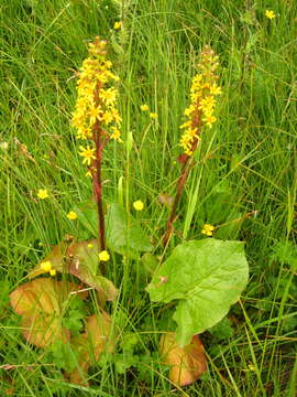 Image of Ligularia subsagittata Pojark.